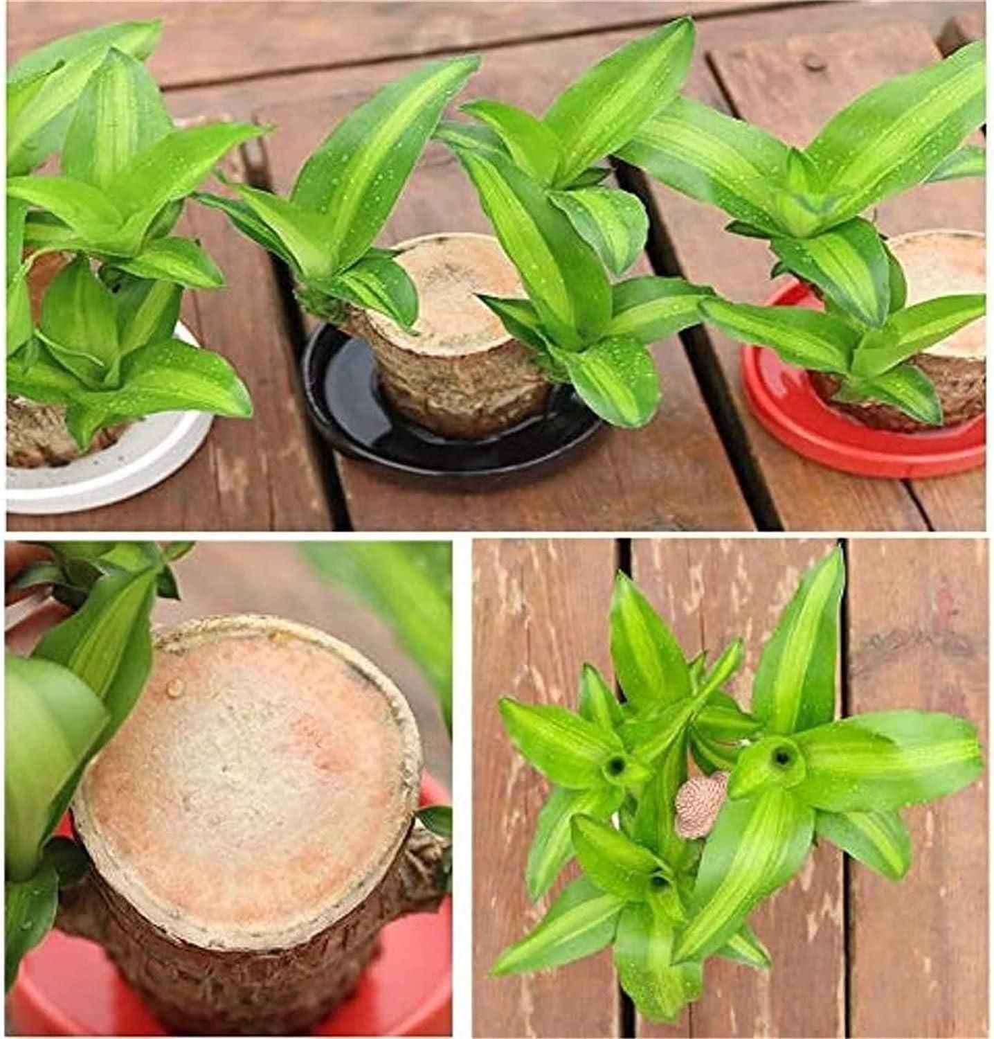 Brazilian Lucky Wood – Mini Home Plant Decoration with Decorative Basin & Little Monk