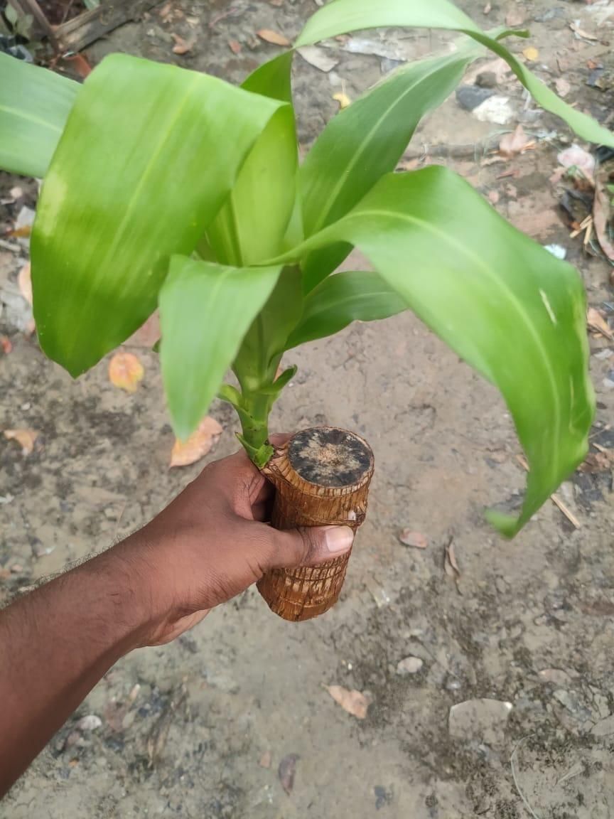 Brazilian Lucky Wood – Mini Home Plant Decoration with Decorative Basin & Little Monk