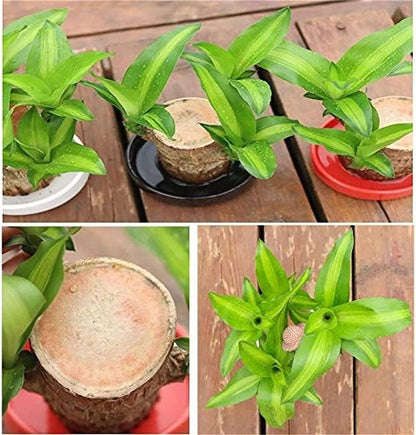 Brazilian Lucky Wood – Mini Home Plant Decoration with Decorative Basin & Little Monk