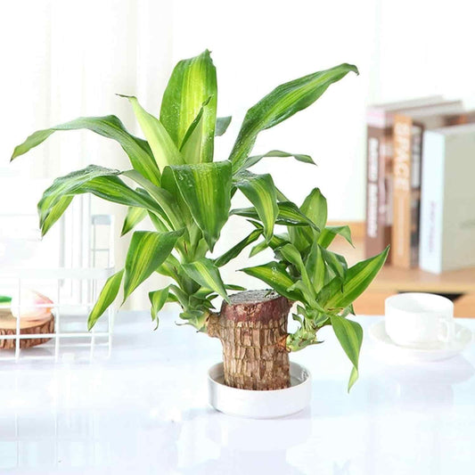 Brazilian Lucky Wood – Mini Home Plant Decoration with Decorative Basin & Little Monk